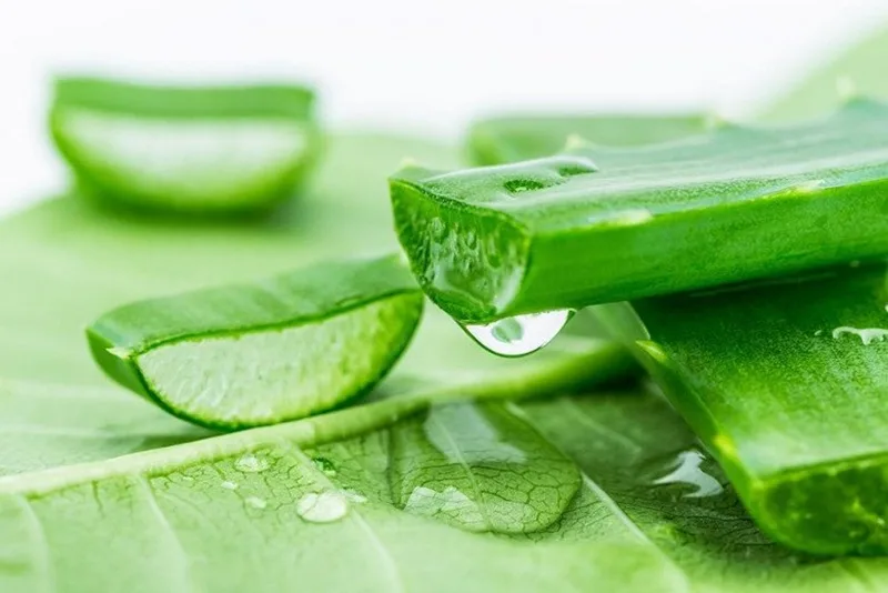 Gel nha đam tươi dồi dào vitamin, giúp cấp ẩm sâu và nuôi dưỡng làn da sáng khỏe.